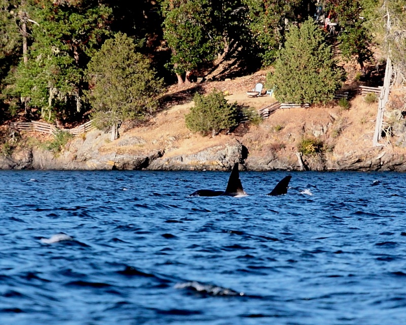 West Sound, Orca\'s Island