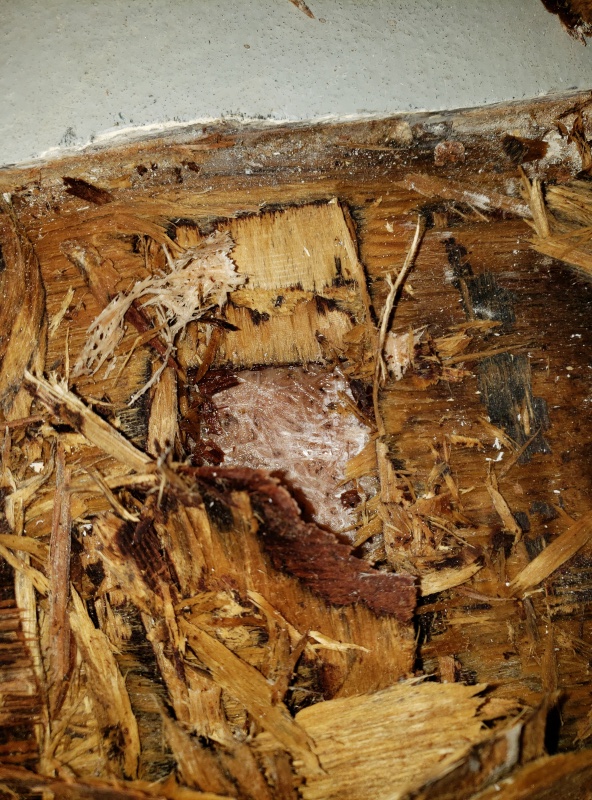 wet/ rotten