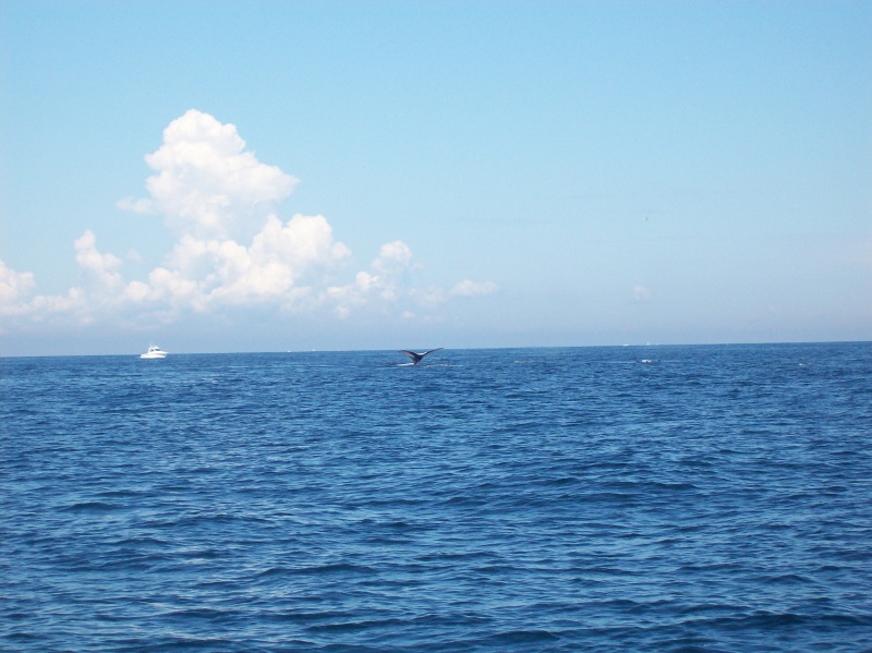 Whale 2