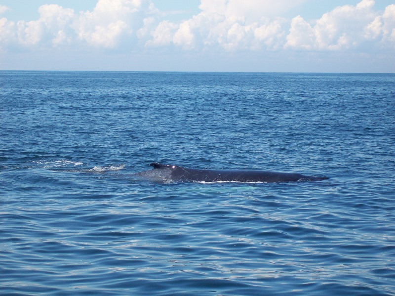 Whale 4