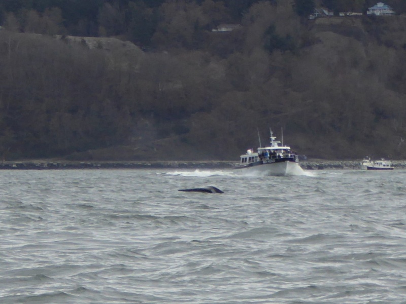 Whale in front of commercial whale watching boat