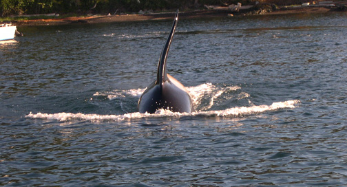 Whale photos from Dave and Carol (Sea Shift)