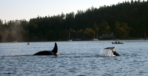 Whale photos from Dave and Carol (Sea Shift)