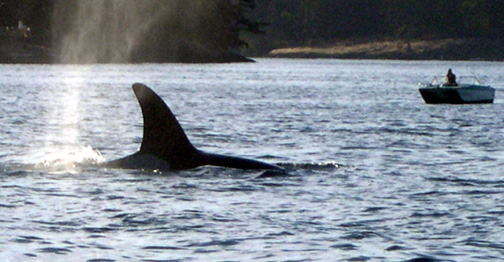 Whale photos from Dave and Carol (Sea Shift)