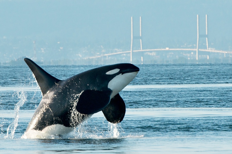 whale shot