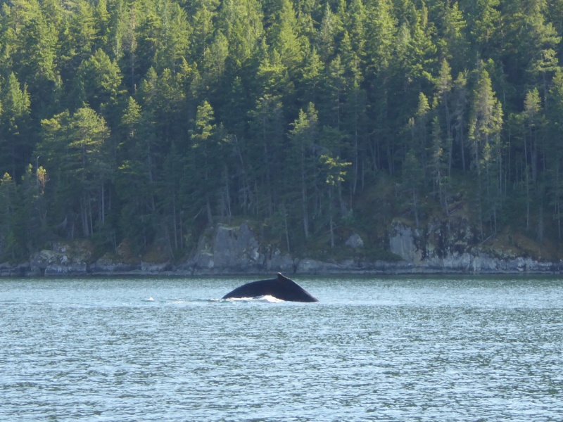 Whale sighting in narrow Lewis Channel north of Teakerne Arm