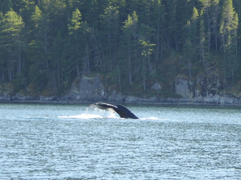 Whale sighting in narrow Lewis Channel north of Teakerne Arm