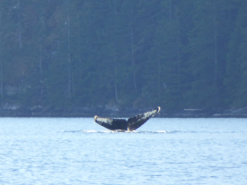 Whale sighting in narrow Lewis Channel north of Teakerne Arm