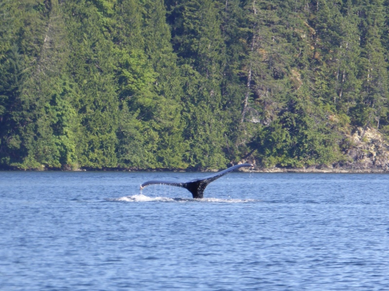 Whale sighting in narrow Lewis Channel north of Teakerne Arm