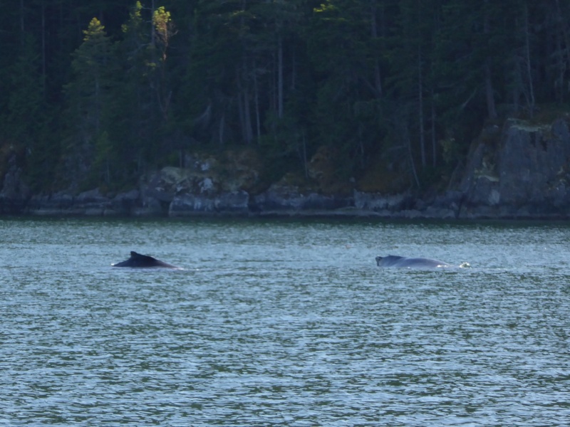 Whale sighting in narrow Lewis Channel