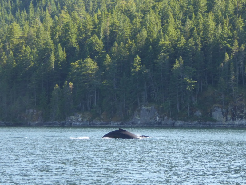 Whale sighting in narrow Lewis Channel