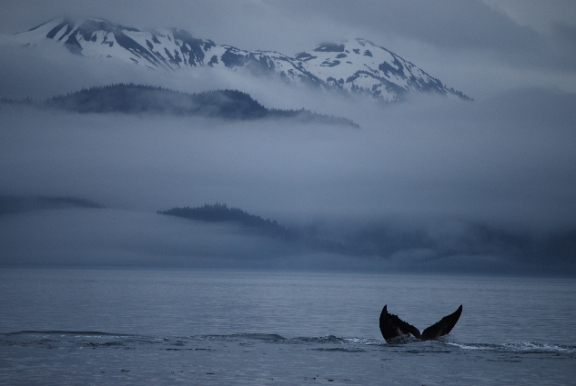 whale tail around Inian Island