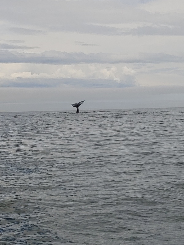 Whale tail Glen