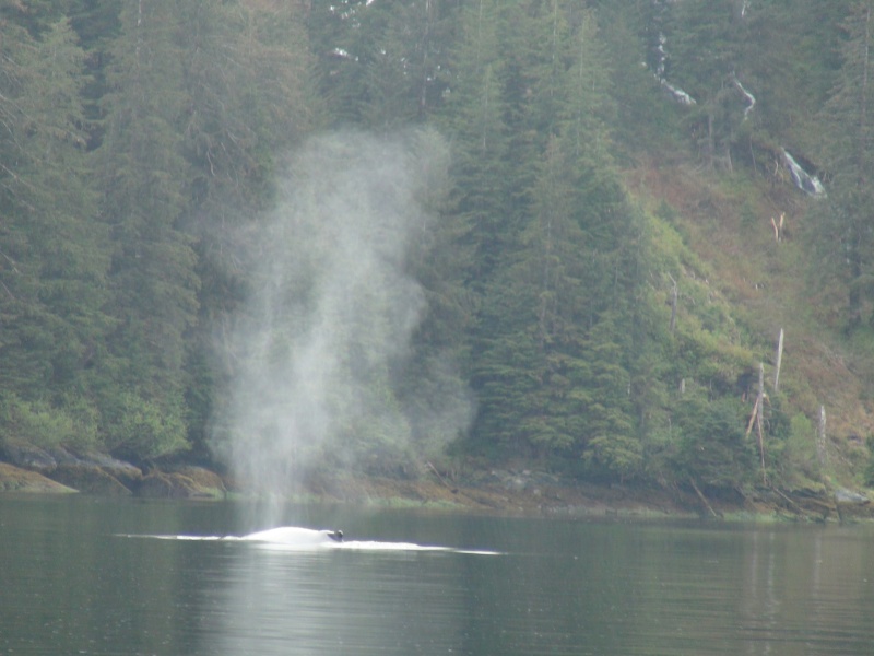 Whale Takatz Bay