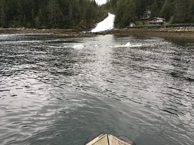 Whale would come to & go partially under the float plane dock