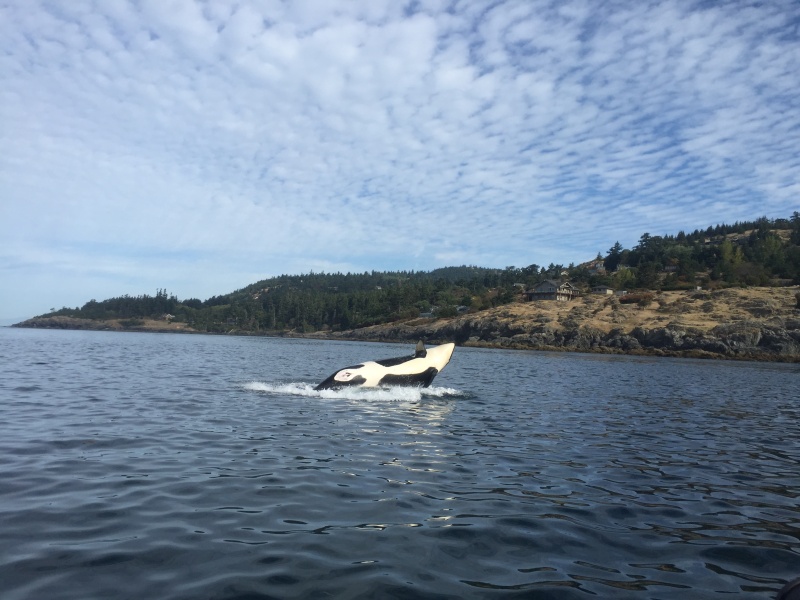 whale