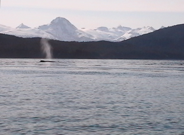 Whales active near Aaron Island