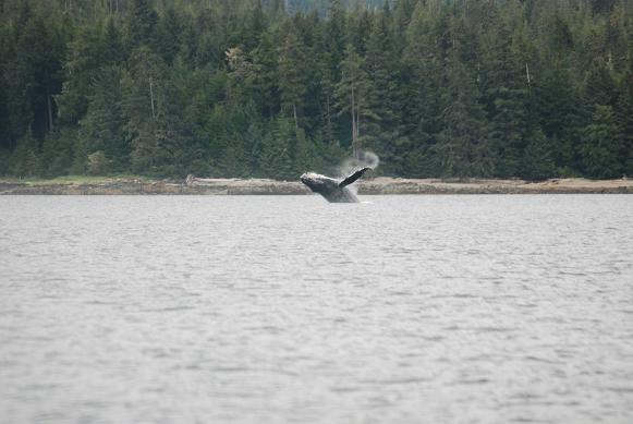 Whales at Snow Pass in route to Thorne Bay