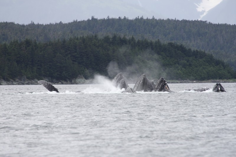 WHALES FEEDING.jpg