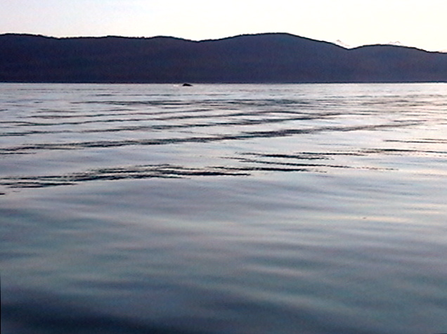 Whales keeping their distance from boaters