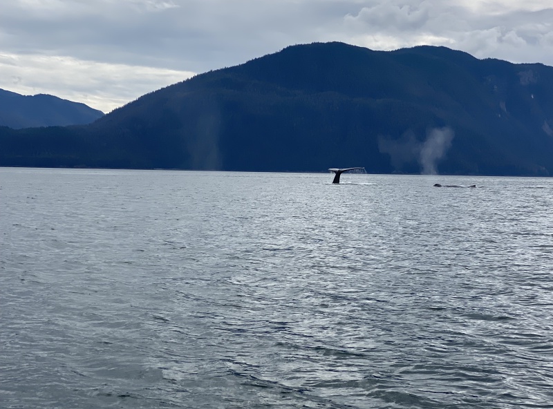Whales Seymour Canal