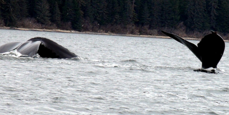 whales tales