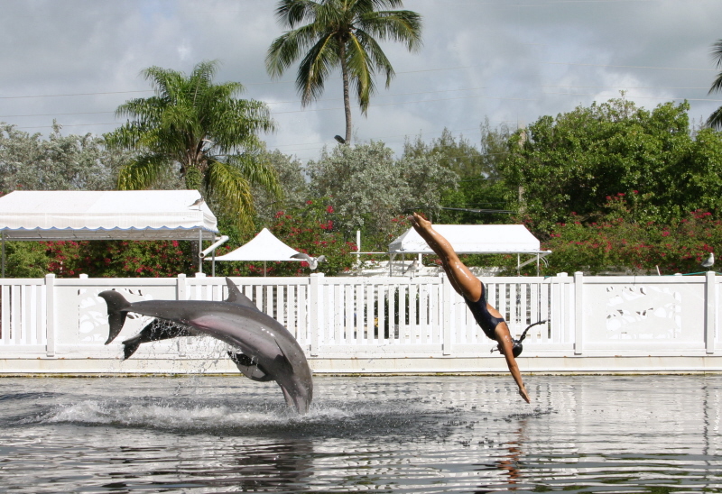 what Dolphin