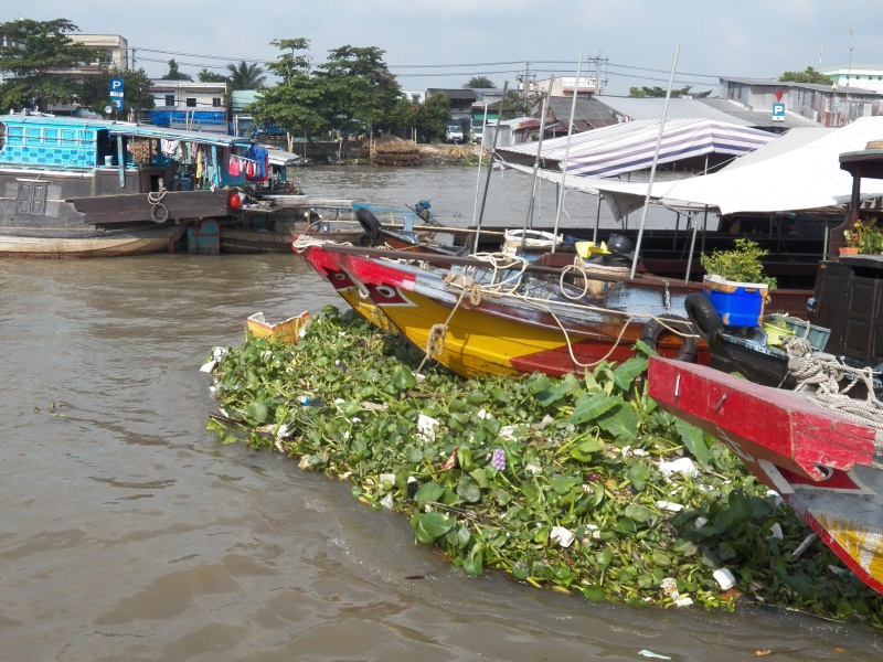 When the tide changed, the boats at the front started collecting water hyacinth and garbage.