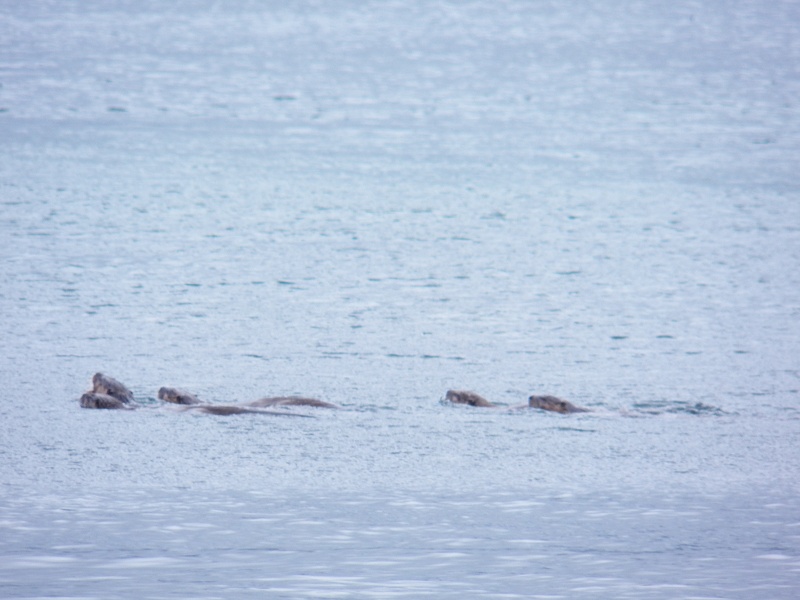 While watching this family of otters, a Bald Eagle made repeated attempts to pluck a youngster from the water.  It finally gave up.