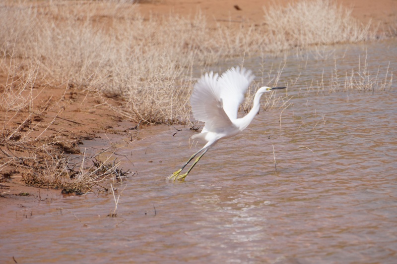 White Egret Oak Canyon