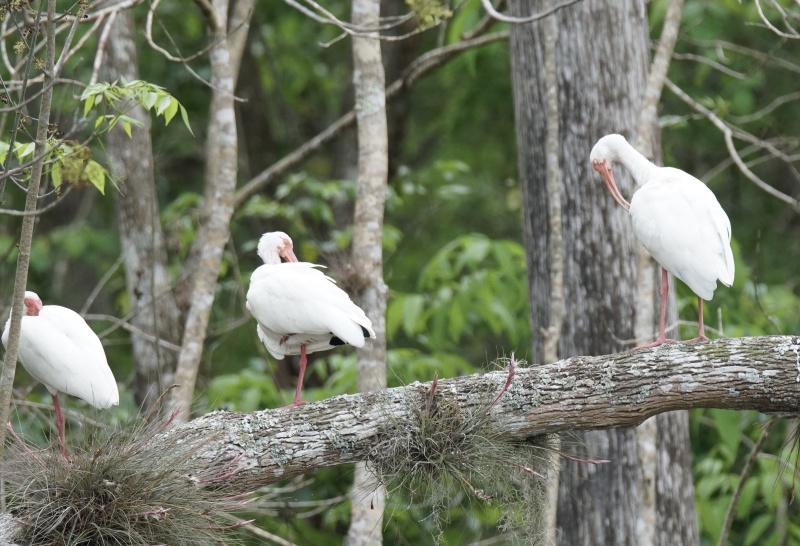 White Ibis