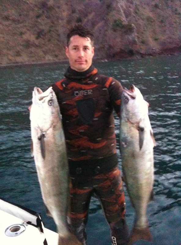 White Sea Bass