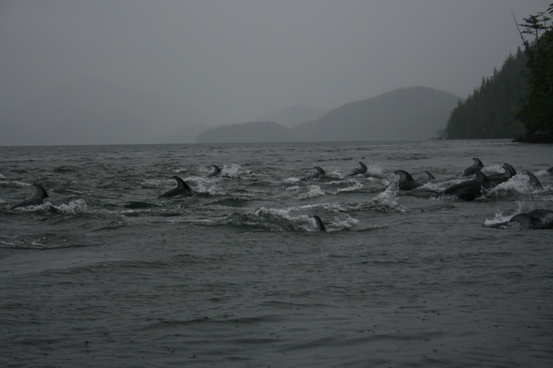 White Sided Dolphins