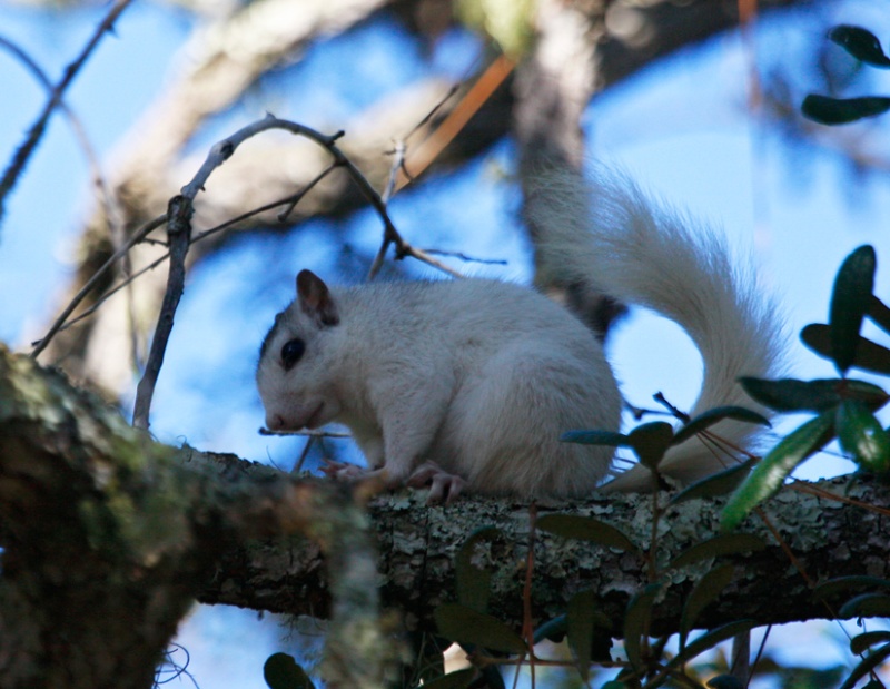 White Squirrel near the Ochlekonee River a few miles east of Apalach. This critter is not an albino and has black eyes.
