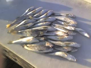 whiting