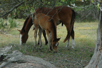 Wild horses on Cumberland Island