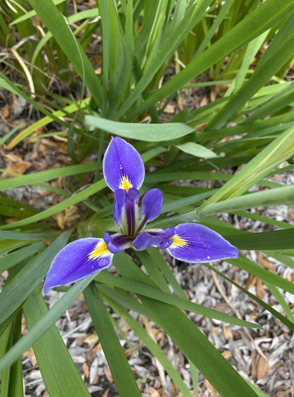 Wildflower
