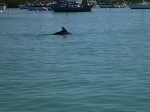 Wildlife in Boot Key harbor