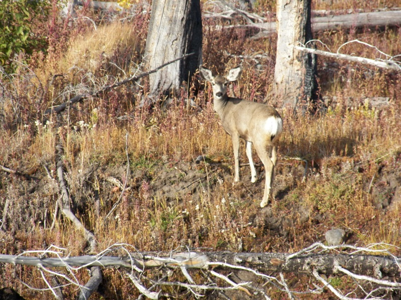 Wildlife.