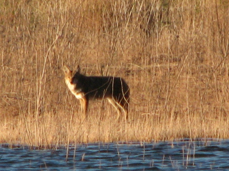 Wildlife