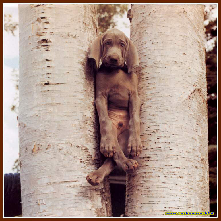 william-wegman-puppies