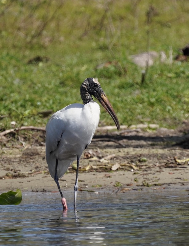 wood stork