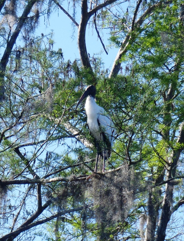 Wood Stork
