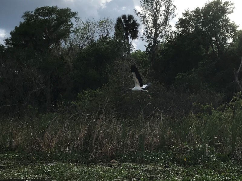 Woodstork taking off in flight