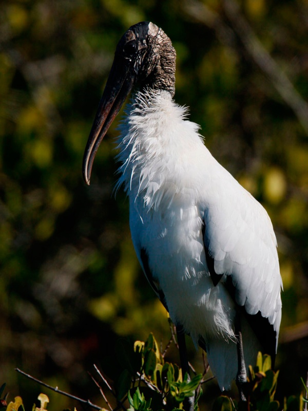 Woodstork with Black Wing Fringe Visible