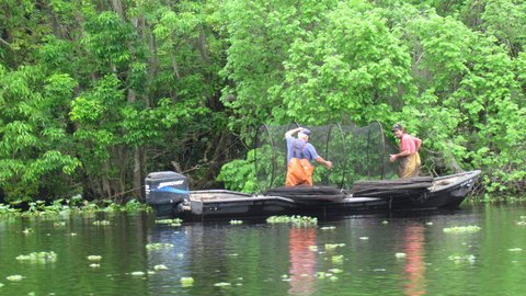 working a fish trap