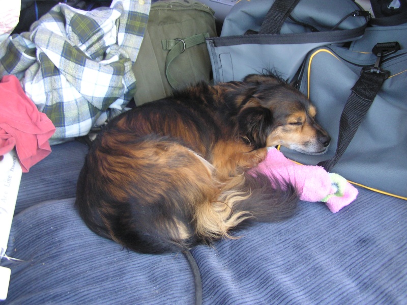 Worn out boat dog