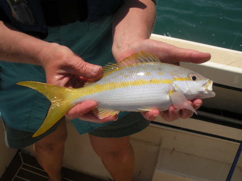 Yellowtail.