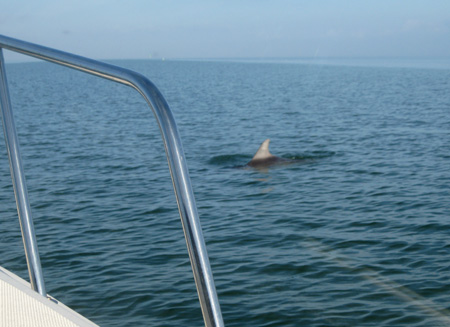 Yep, there were dolphins