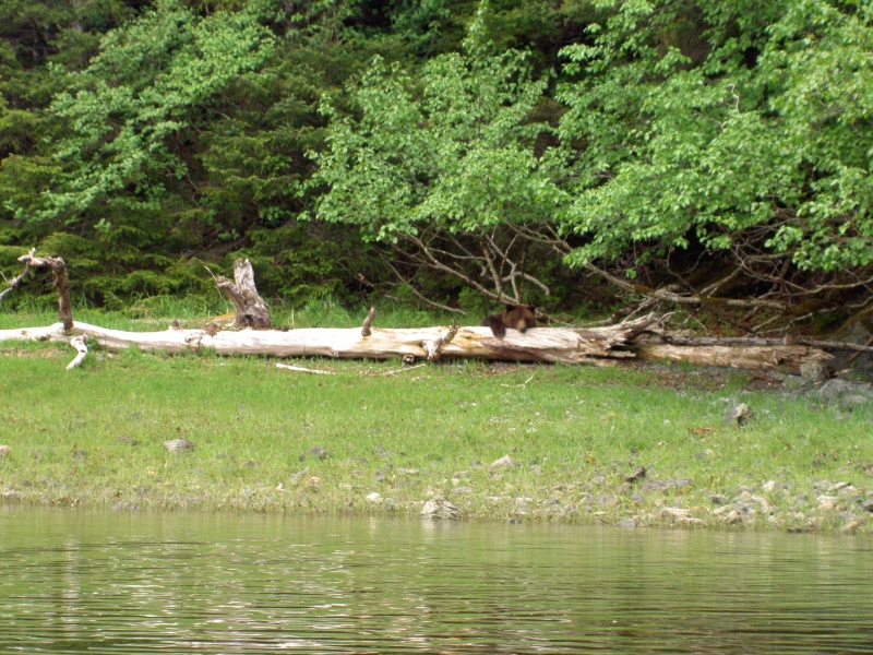 yoogie bear looking with head resting on log.  Saved two couples in kayaks from this bear